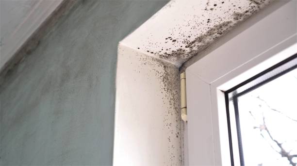 Attic Mold Removal in Mcconnellstown, PA