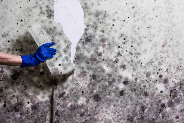 Best Residential Mold Removal  in Mcconnellstown, PA